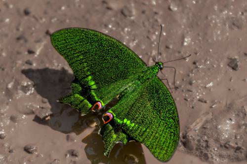 DSC7398-NEF DxO DeepPRIMEXD