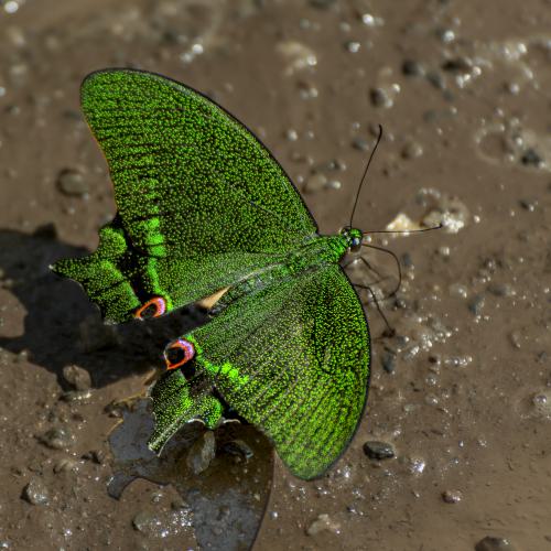 DSC7399-NEF DxO DeepPRIMEXD