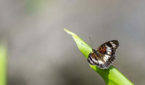 DSC 2933-NEF DxO DeepPRIMEXD