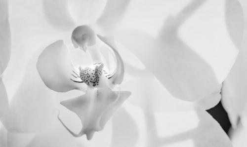 Orchidee, Malve